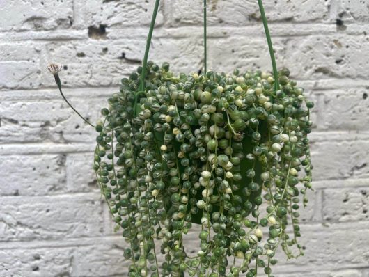 The Senecio ‘String of Pearls’ Variegated 8″ (Hanging Basket) features trailing, bead-like leaves that cascade gracefully against a white brick wall.