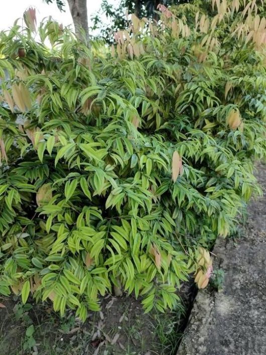A green bush with elongated leaves, some of which have a pinkish tint at the tips, growing beside a concrete path outdoors.