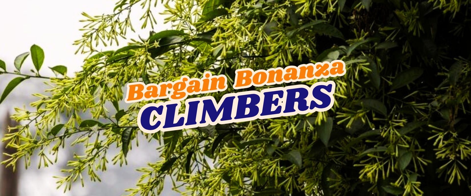 Green climbing plant with small yellow-green flowers; overlaid text reads "Bargain Bonanza Climbers – Flash Sale" in orange and blue bold fonts.