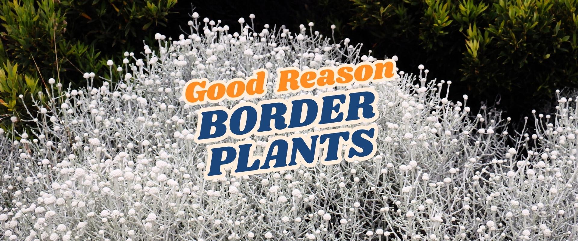 White, round-flowered border plants with a “Good Reason Border Plants” text overlay; green foliage in the background. Perfect inspiration for your garden—discover more at our Live Shopping Event: Indian Summers.