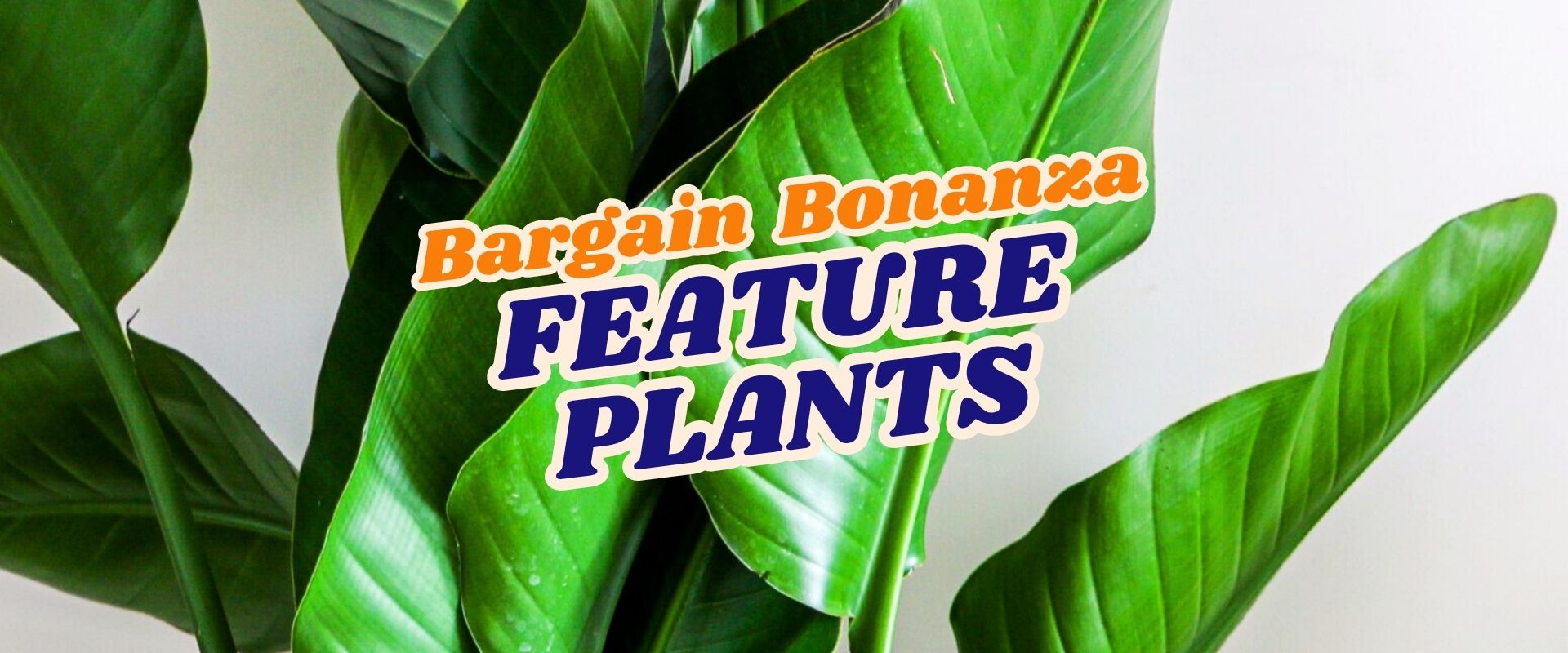 Green leafy plants with a white background and the text "Bargain Bonanza Flash Sale Feature Plants" overlaid in bold, colorful fonts.