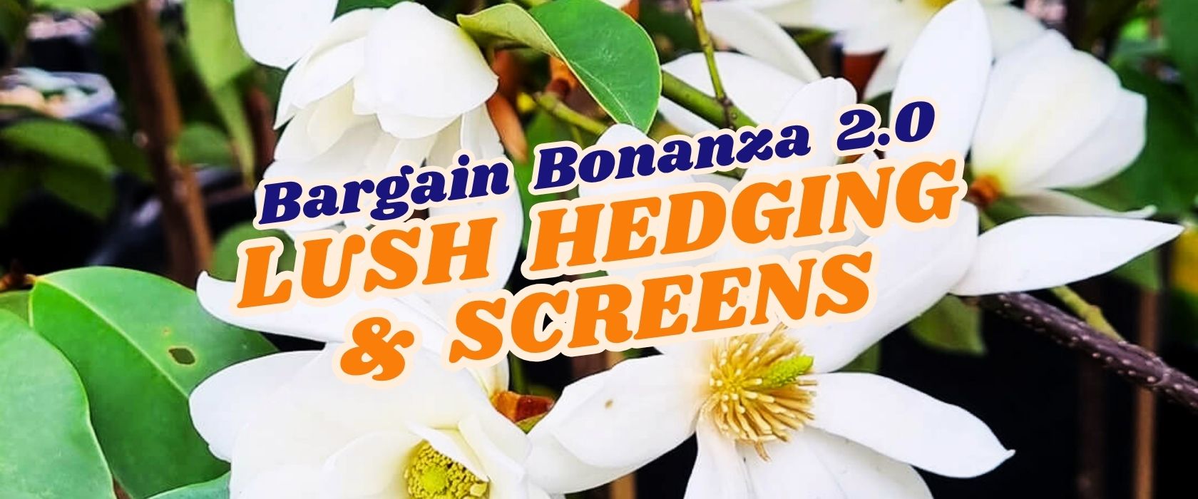 Close-up of white flowers with green leaves, overlaid with text: "Bargain Bonanza 2.0 Lush Hedging & Screens – Flash Sale now on!.