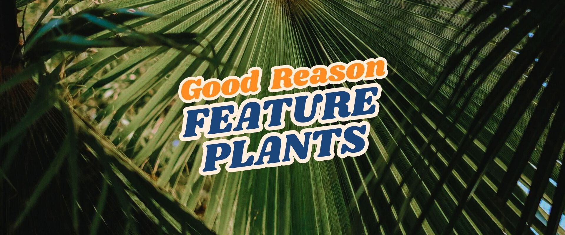 Large green palm leaves with the words "Good Reason Feature Plants" in bold, colorful text overlaying the image, highlighting our Live Shopping Event: Indian Summers.