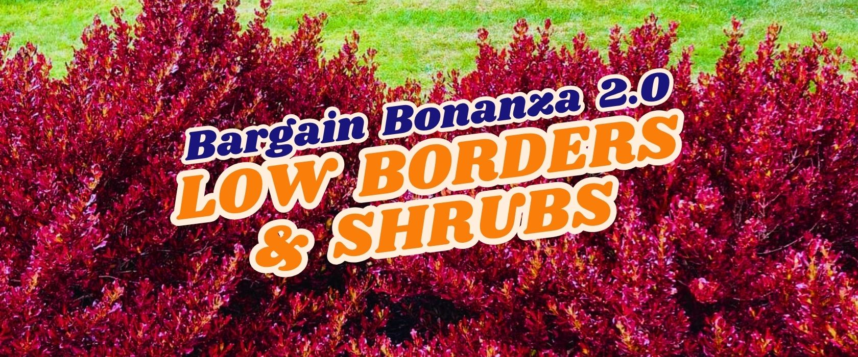Bright red shrubs in front of green grass with text overlay: "Bargain Bonanza 2.0 FLASH SALE LOW BORDERS & SHRUBS".