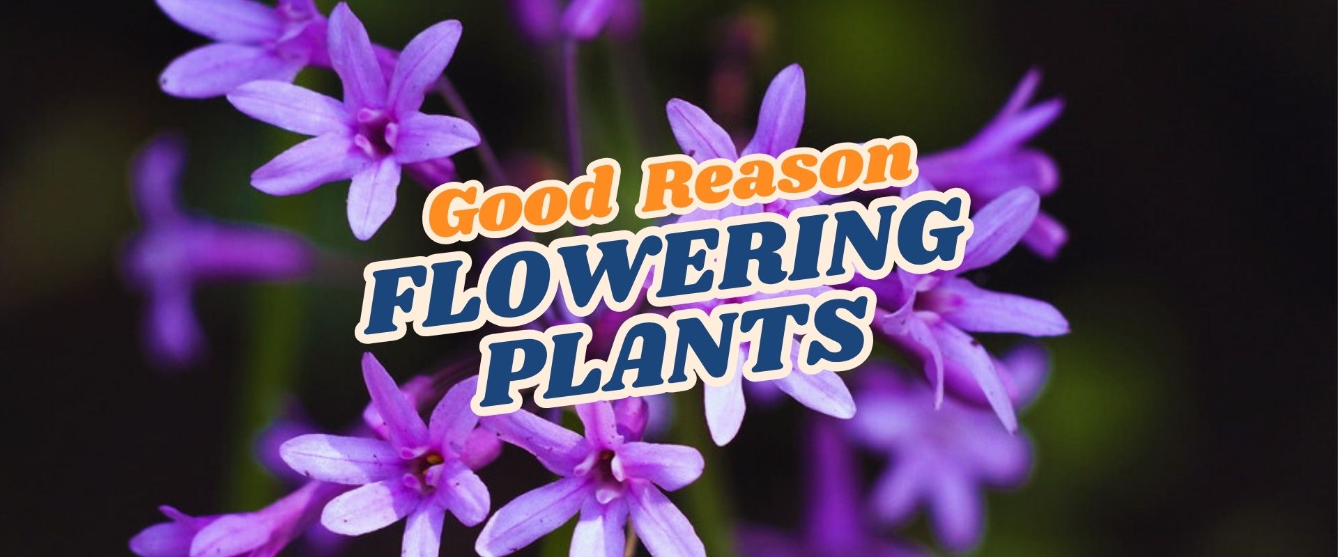 Close-up of purple flowering plants with the text "Good Reason Flowering Plants" overlaid in bold, colorful letters, perfect for a Live Shopping Event: Indian Summers.