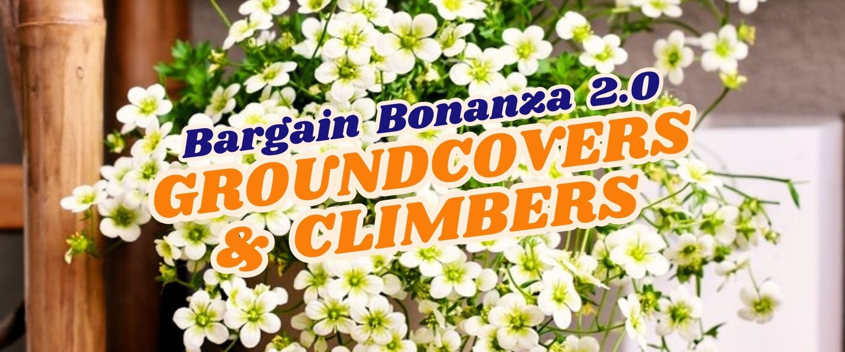 A close-up of white flowering groundcover plants with the text "Bargain Bonanza 2.0 GROUNDCOVERS & CLIMBERS: Flash Sale" overlaid.