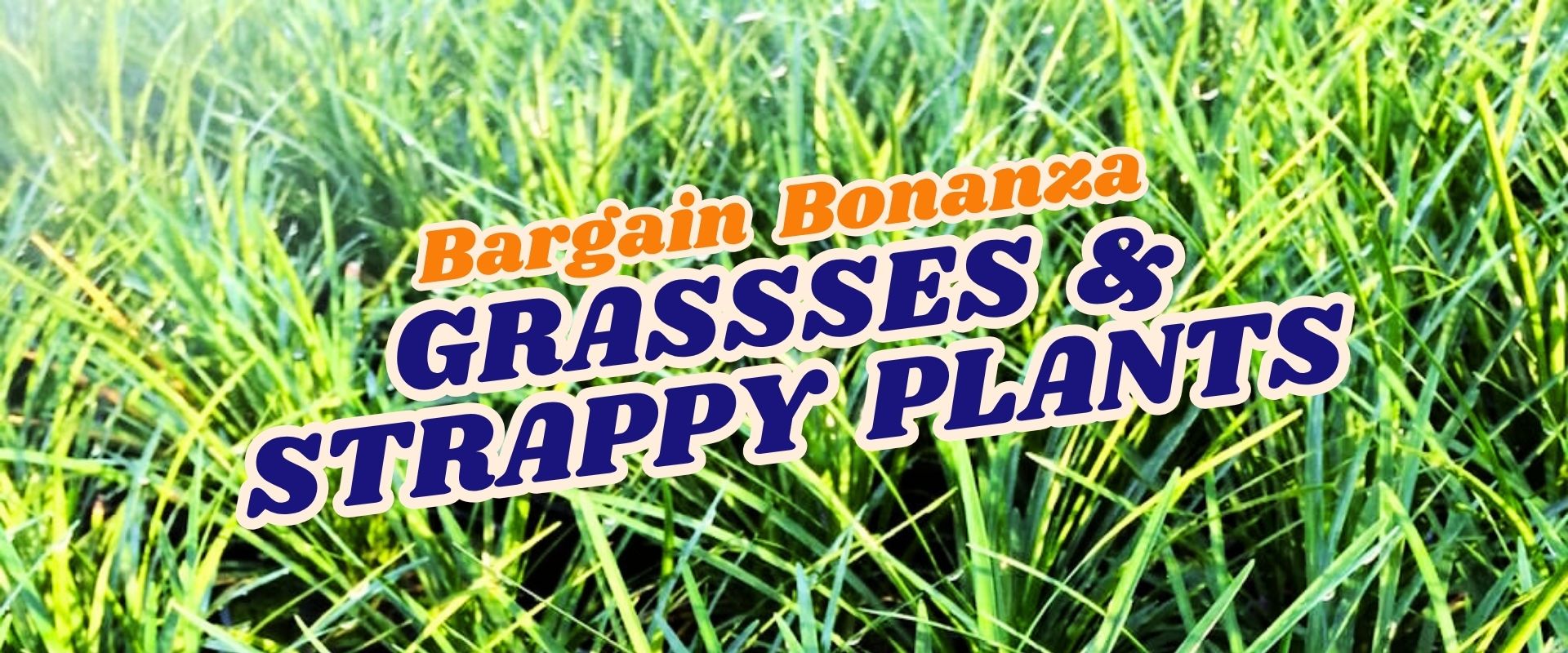 Close-up of green grass with overlaid text reading "Bargain Bonanza Grasses & Strappy Plants" and a vibrant "Flash Sale" in bold, colorful fonts.