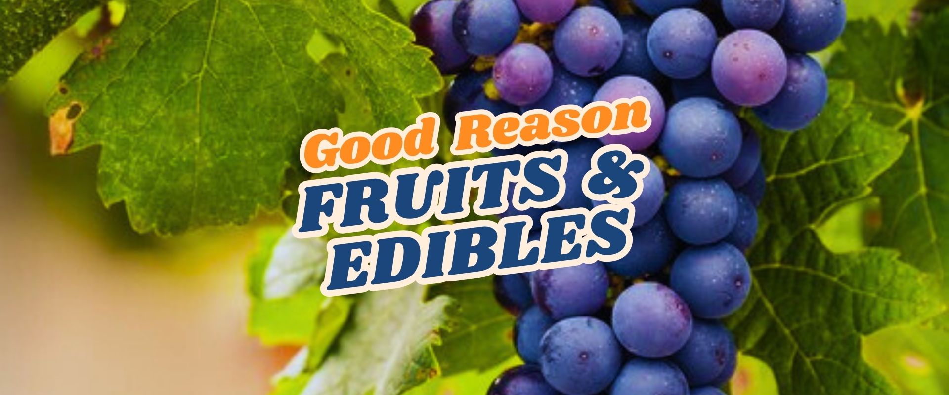 A cluster of purple grapes on a vine with green leaves, overlaid with the text "Good Reason FRUITS & EDIBLES"—perfect for highlighting at a Live Shopping Event: Indian Summers.