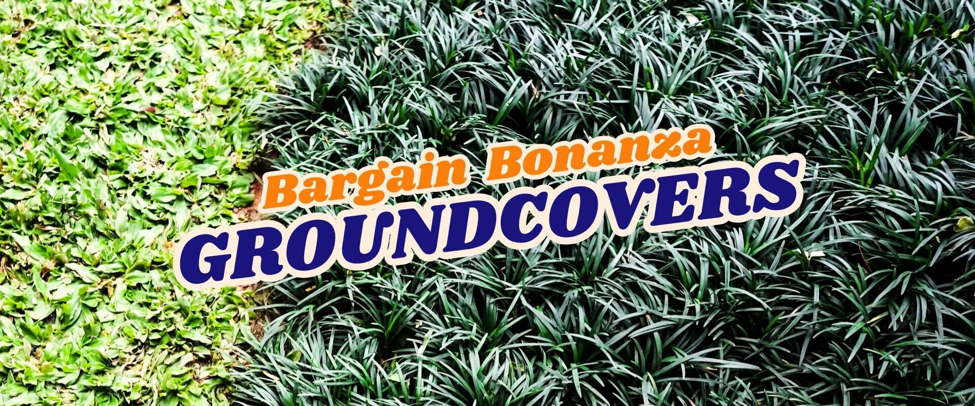 Split image displays two vibrant groundcover plants with "Bargain Bonanza GROUND COVERS" and a bold Flash Sale banner across the center.