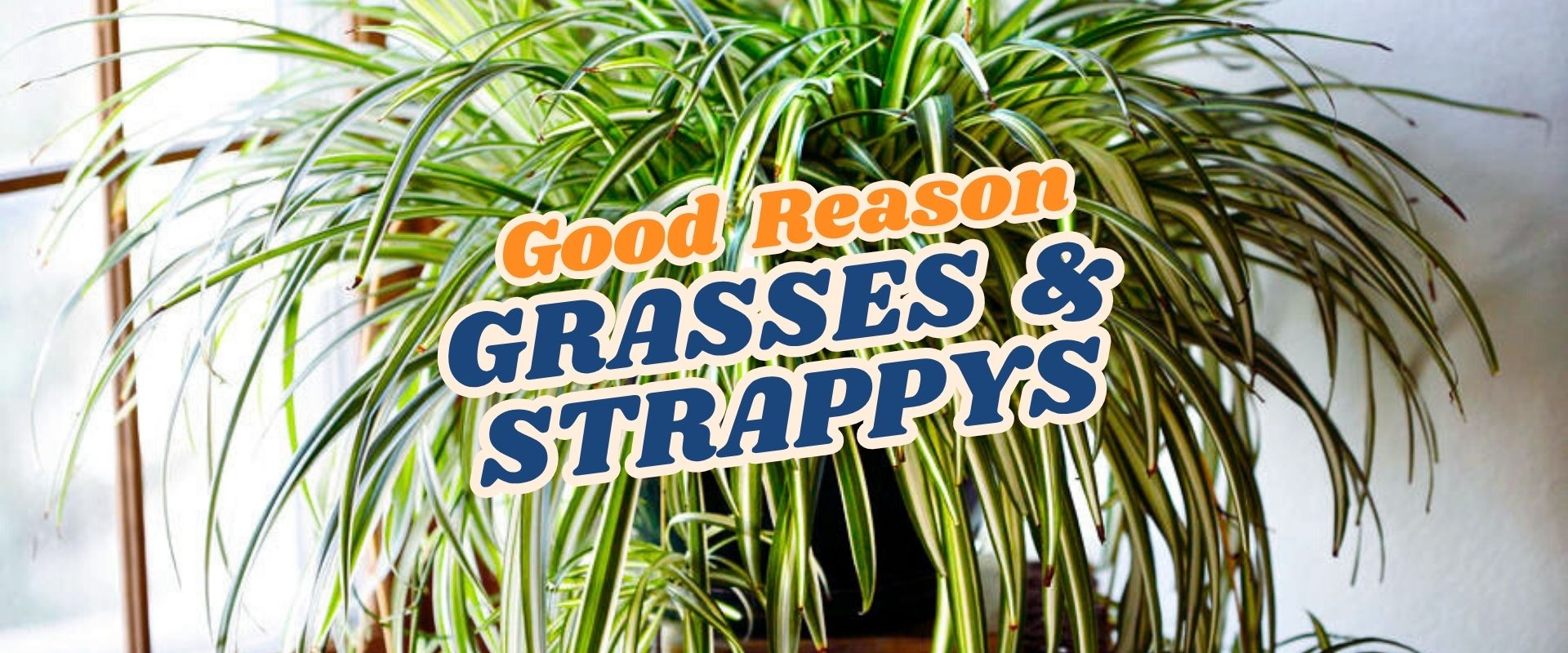 A green, strappy-leaved plant sits indoors near a window with text overlay: "Good Reason Grasses & Strappys." Join our Live Shopping Event: Indian Summers for more botanical inspiration.