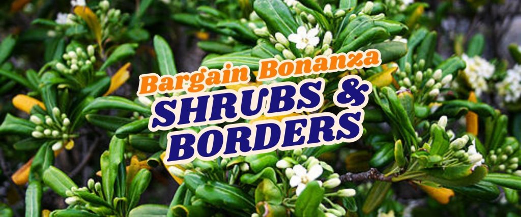 Green shrubs with small white flowers in bloom, overlaid with bold text reading "Bargain Bonanza SHRUBS & BORDERS — Flash Sale.