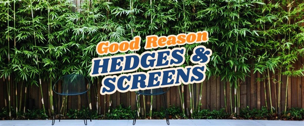 Two black chairs sit on a patio in front of a tall green hedge, with the text "Good Reason Hedges & Screens" overlaid—perfect inspiration for your next Live Shopping Event: Indian Summers.
