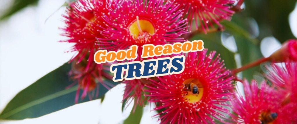 Close-up of bright pink eucalyptus flowers with bees inside, overlaid with the text "Good Reason TREES" in bold, colorful font—perfect for highlighting our Live Shopping Event: Indian Summers.