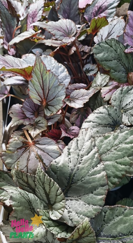 A close-up of Begonia 'Assorted Varieties' 5" Pot shows green, silver, and purple leaves with prominent veins. The Hello Hello Plants logo is in the lower left corner.