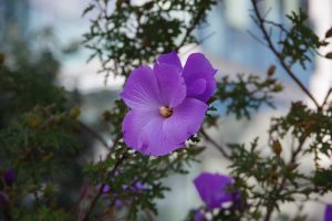 A close-up of a single purple flower with a yellow center, surrounded by green foliage and more purple blooms in the background.