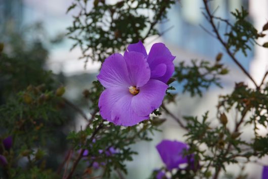 A close-up of a single purple flower with a yellow center, surrounded by green foliage and more purple blooms in the background.
