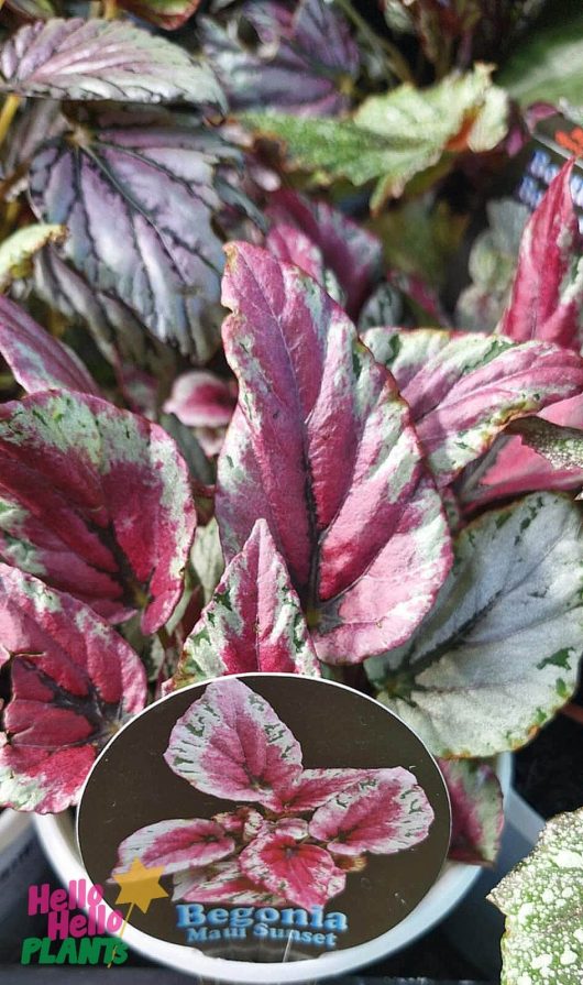 Close-up of Begonia 'Assorted Varieties' in a 5" pot, displaying vibrant foliage. The pot includes a round label with the plant name.