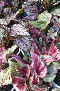 Begonia 'Assorted Varieties' 5" Pot features vibrant, variegated foliage in green, pink, and purple shades and comes with a plant label.