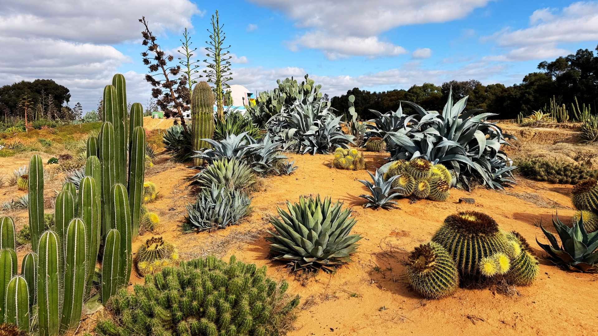 A Day in Cactus Country with Chris