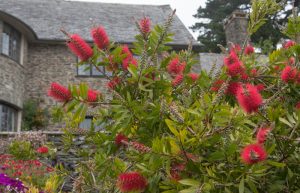 Red bottlebrush flowers and green foliage in the foreground with a stone building and windows in the background.