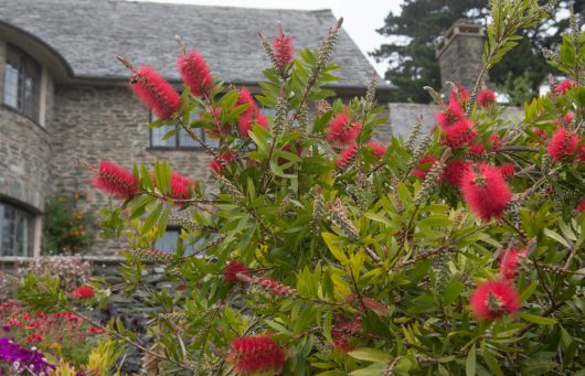Red bottlebrush flowers and green foliage in the foreground with a stone building and windows in the background.