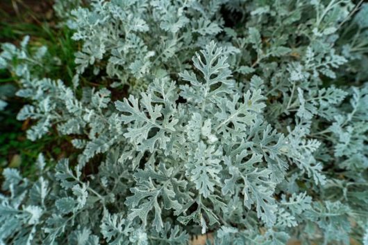 Close-up of Centaurea 'Dusty Miller' in a 6" pot, featuring its silvery-gray, deeply lobed leaves.