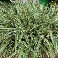 A dense clump of spider plant with long, narrow green leaves featuring white stripes, growing outdoors in soil.