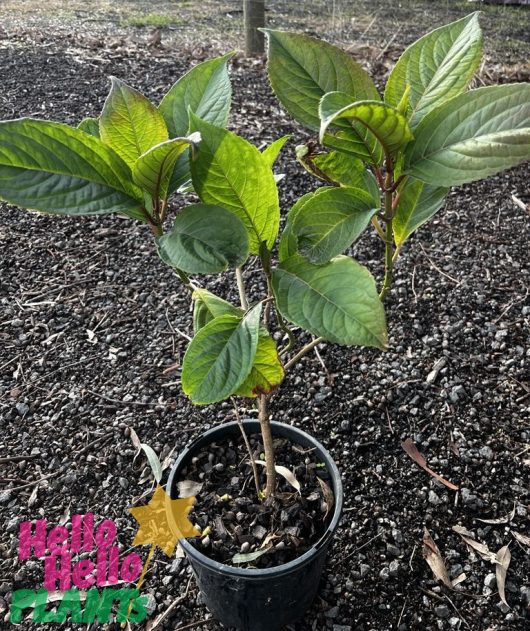 A Dichroa 'Evergreen Hydrangea' in an 8" pot sits on gravel, displaying its broad green leaves. The "Hello Hello Plants" logo appears in the bottom left. Growers Flash Sale!.