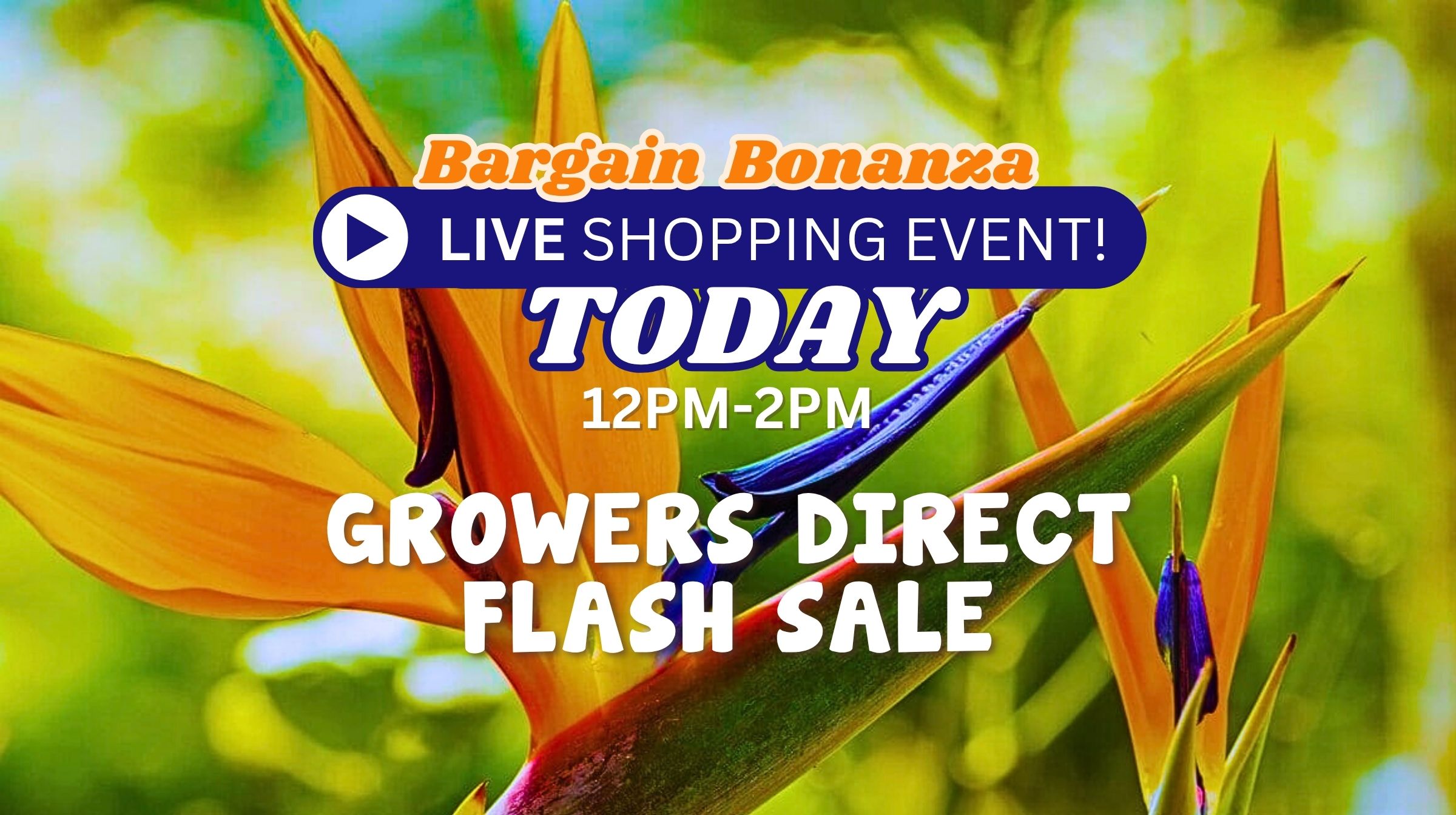 Feature image Colorful image with bird of paradise flowers as background. Text announces "Bargain Bonanza Live Shopping Event – Flash Sale Today 12PM-2PM. Don’t miss Growers Direct’s exclusive deals!.