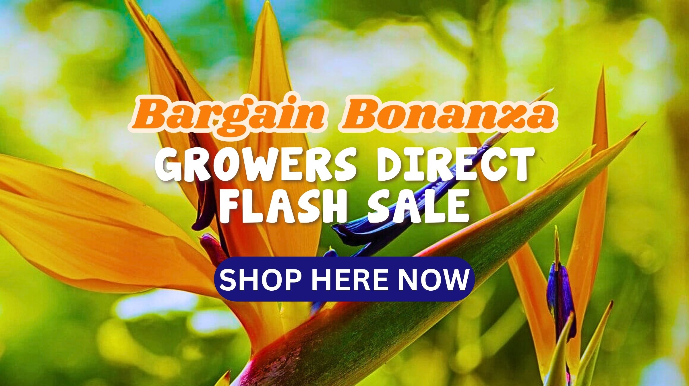 Feature image Close-up of bird of paradise flowers with promotional text: "Flash Sale! Bargain Bonanza Growers Direct—Shop Here Now" overlaid on the image.