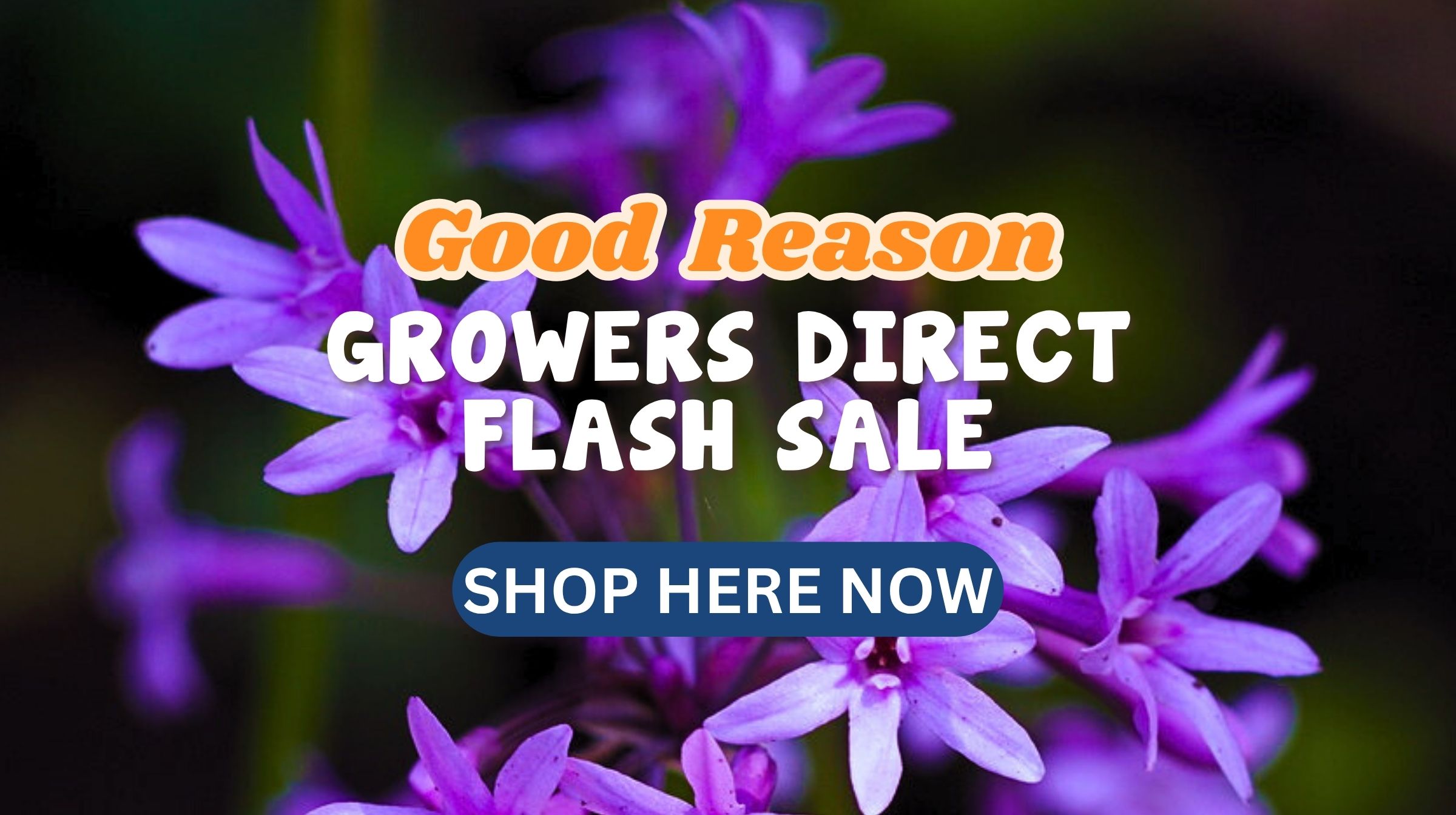 The Good Reason Flash Sale