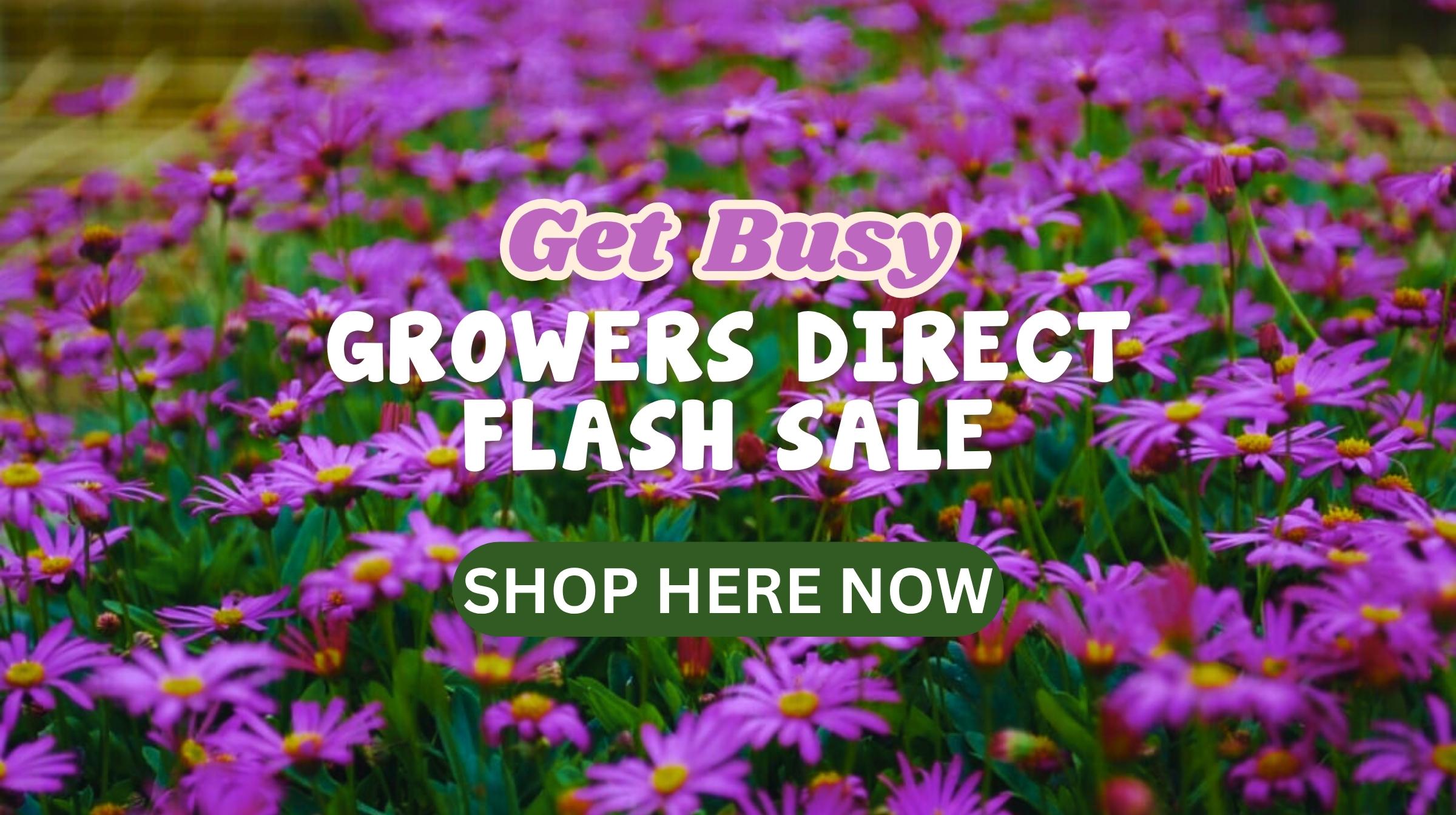 Get Busy Flash Sale