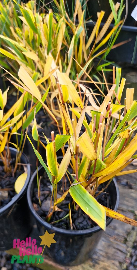 Close-up of Hakonechloa 'Golden Japanese' Forest Grass in a 6" pot, showing green and yellow leaves on a wooden surface outdoors. The "Hello Hello Plants" logo appears in the bottom left corner.