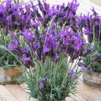 Lavandula 'Frenchette' Lavender 6" Pot plants with purple flowers are displayed on a wooden surface.