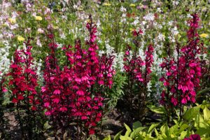 Lobelia Starship Deep Rose flowers feature tall spikes of vibrant blooms in a garden bed, surrounded by lush foliage and other plants. Available in a 4” pot.
