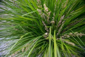 Close-up of Lomandra ‘Shara Blue’ in a 6” pot, featuring tall, thin green blades and small brownish seed heads, photographed from above.