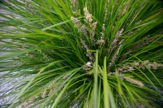 Close-up of Lomandra ‘Shara Blue’ in a 6” pot, featuring tall, thin green blades and small brownish seed heads, photographed from above.