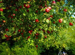 A Malus 'Prima Heritage' apple tree with green leaves and ripe red apples stands against lush greenery and a blue sky.