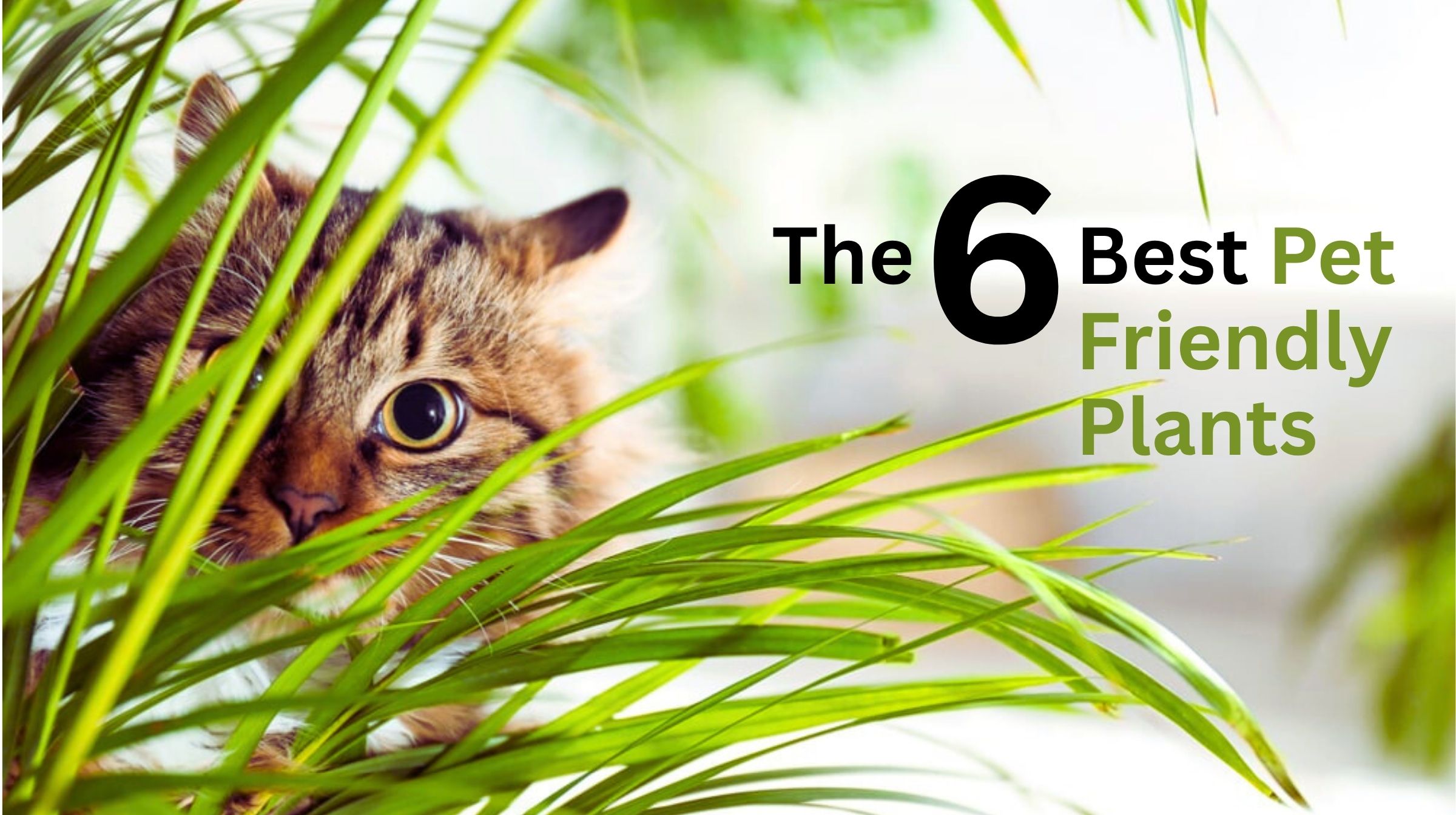 The 6 Best Pet Friendly Plants