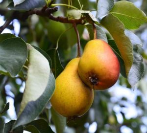 Two ripe Pyrus 'SunGold™' Dwarf Pears (Bare Rooted) hanging from a tree branch, surrounded by green leaves.