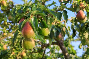 Close-up of Pyrus 'William Bon Chretien' Pear (Copy) growing on a tree with green leaves; some pears display a reddish hue, and the blurred background hints at blue sky.