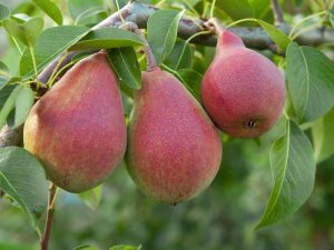 Three ripe red Pyrus 'SunGold™' Dwarf Pears (Bare Rooted) hang from a tree branch amid green leaves, highlighting the beauty of this compact pear variety.