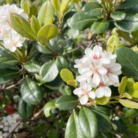 Rhaphiolepis 'Snow Pearl' Indian Hawthorn in a 10" pot features glossy green leaves and clusters of small white flowers with pink stamens, blooming beautifully in bright sunlight.