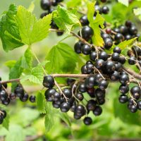 A branch with clusters of ripe blackcurrants and green leaves, set against a blurred natural background.