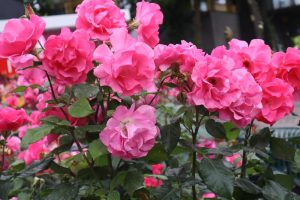 A cluster of bright pink Rose 'Paul Cezzane®' Delbard Bush Form blooms with lush green leaves, photographed outdoors in a garden setting.