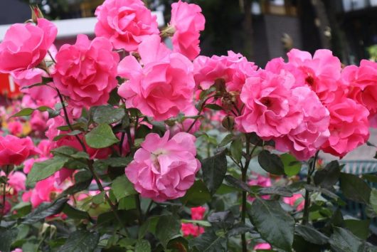 A cluster of bright pink Rose 'Paul Cezzane®' Delbard Bush Form blooms with lush green leaves, photographed outdoors in a garden setting.