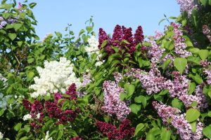 Syringa 'Mystery Coloured' Lilacs bloom in white, light purple, and dark purple clusters on leafy bushes in a 12" pot.