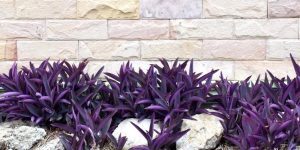 Purple-leaved plants grow in front of a beige stone wall, with several large rocks partially visible among the plants.