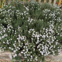 A dense thyme bush with small pale purple flowers grows in front of a wooden fence, surrounded by various green plants in a garden.