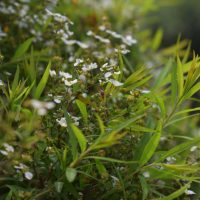 Close-up of green leaves and small white flowers on a bush with a blurred background.